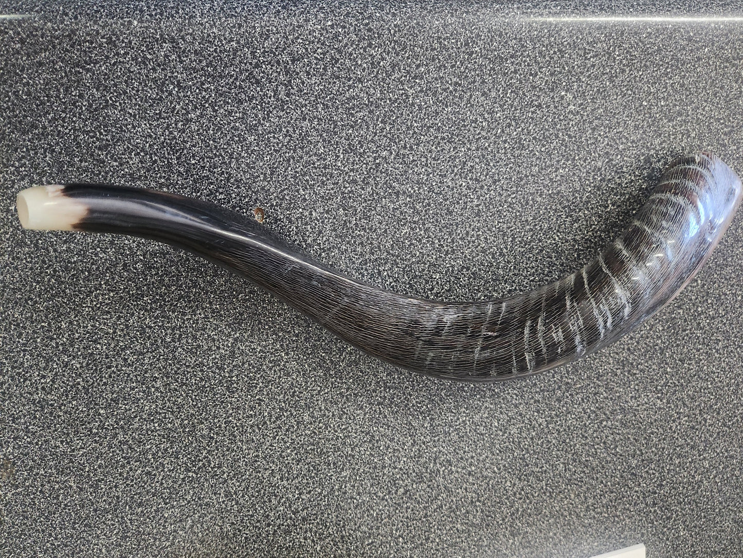SHOFAR 21 PULGADAS